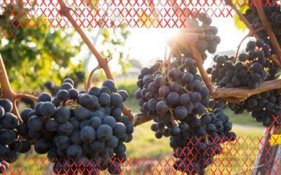 “Gràcies al Programa d’Assessorament Empresarial hem après a valorar i prioritzar millor”